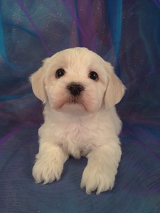 All White Teddy bear puppies for sale for less than most teddy bear Breeders From North Carolina|Male Teddy bear puppy for sale #14